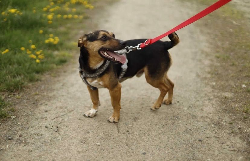 CHARLIE poleca się do adopcji