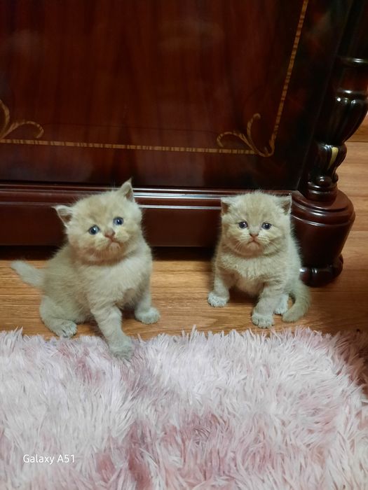 Кицинята скотіш страйт