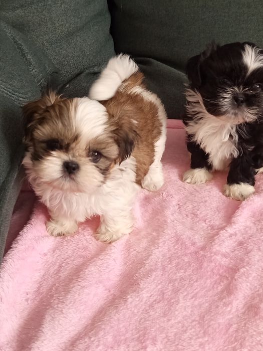 Śliczne dziewczynki shih tzu