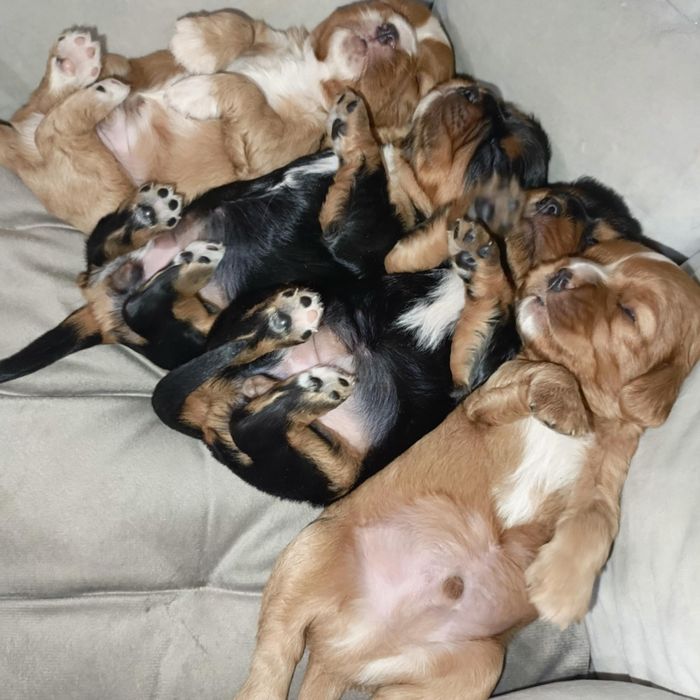Zapowiedź maluszków Cavalier King Charles spaniel Zapraszam