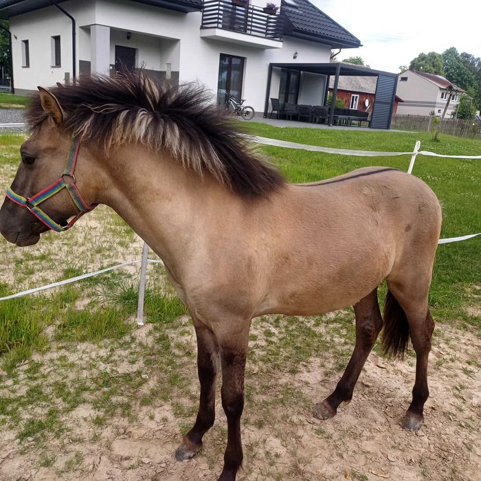 Sprzedam ogierka konika Polskiego