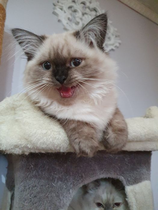 Kocurek długowłosy czekoladowy point