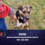 Uggi szuka domu-schronisko Jasionka-aktualne