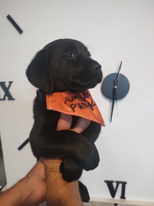 Labrador Retriever szczenie koloru czarnego po ojcu pochodzenia FCI