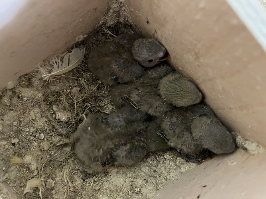 AGAPORNIS ROSEICOLLIS BEBÉS