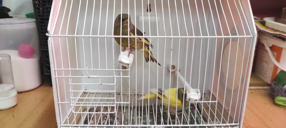 Cedo casal de verdilhoes de mutação