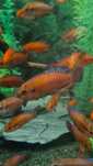 Ryby - Hemichromis Exsul Lake Turkane