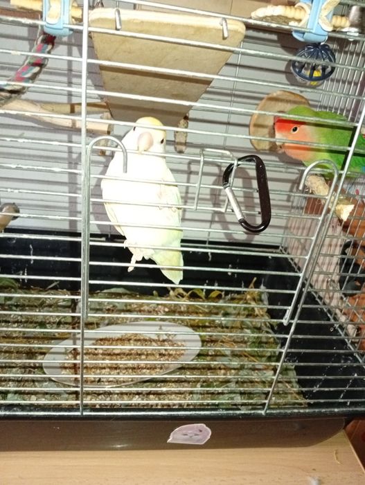 Parka Nierozłączek z klatką.