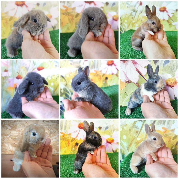PIĘKNE Mini Lop królik miniaturka karzełek rex baranki teddy