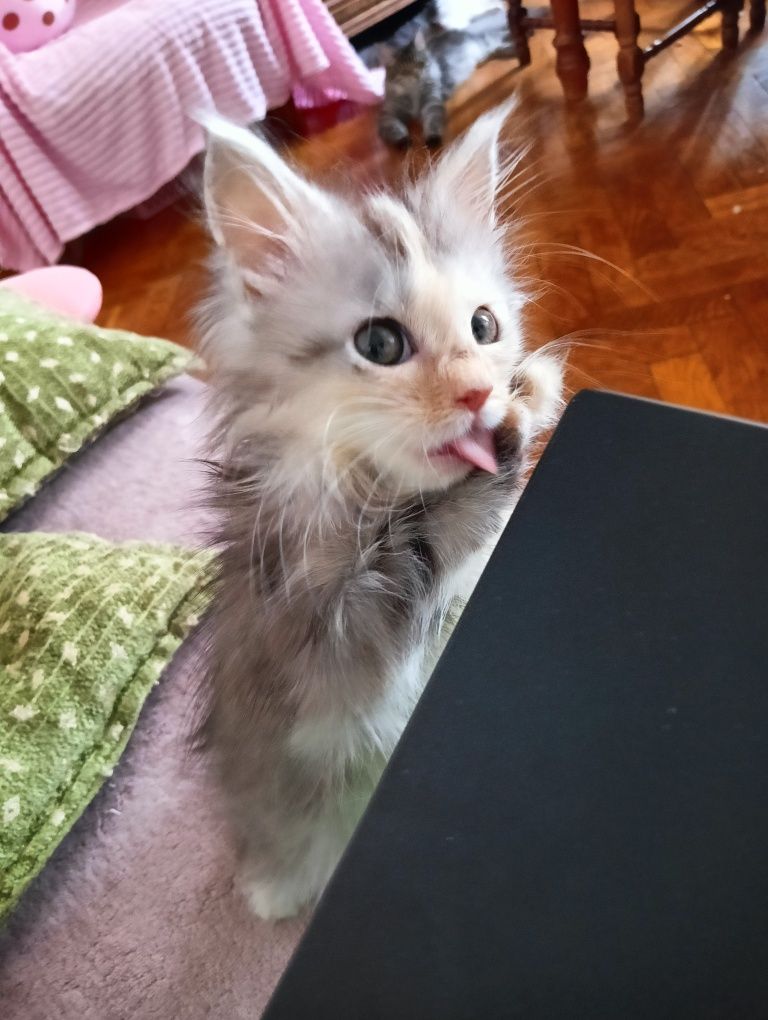 Maine coon kotka srebrzysta szylkretka rodowód FPL