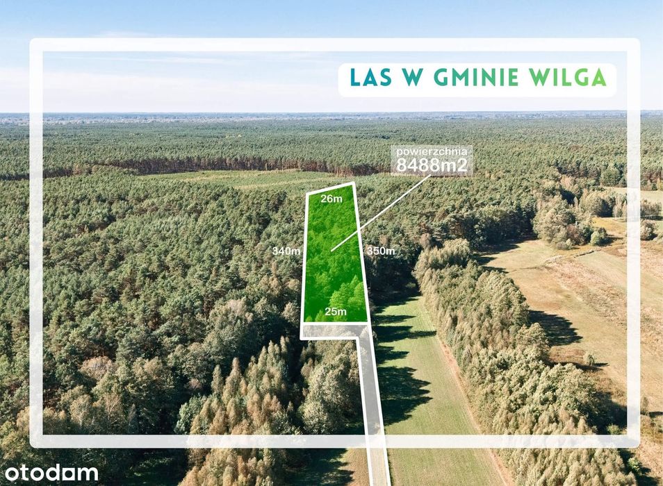 Las w pobliżu ośrodków wypoczynkowych Wilga