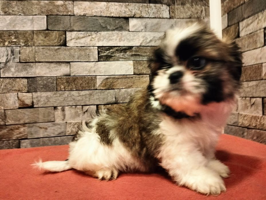 Cudowny piesek shih-tzu miniaturk