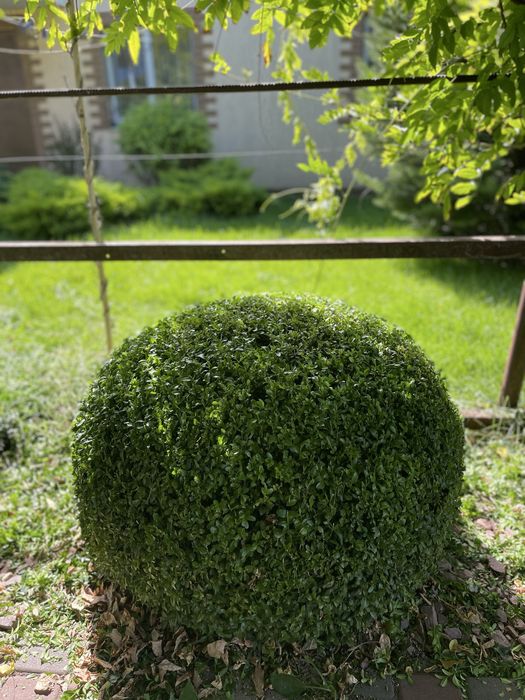 Стрижка хвойных растений