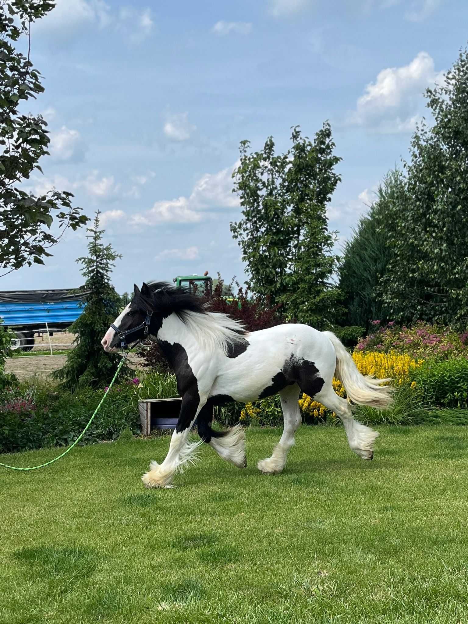 irish cob tinker gypsy cob koń wałach źrebak