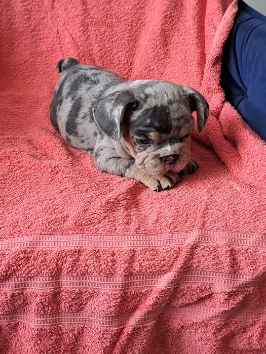 Szczeniak buldog francuski piesek merle