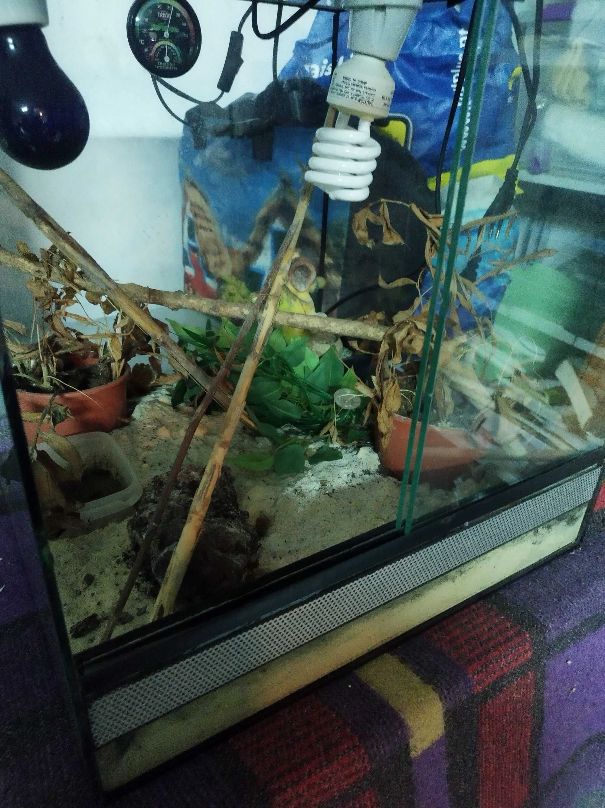 Terrário para pequenos répteis