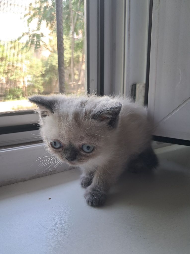 Шотландские котята.Котята.Породистые котята