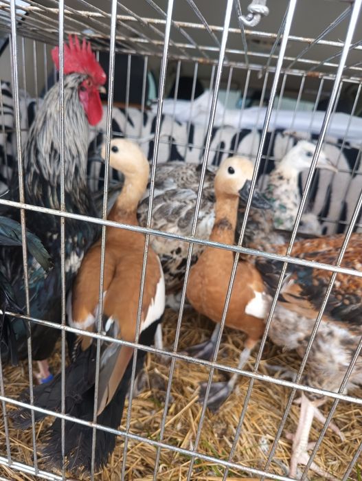 Sprzedam Kazarki Rdzawe