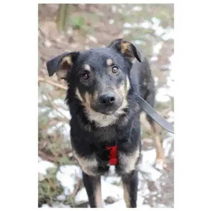 Теодор, дружелюбный активный пес