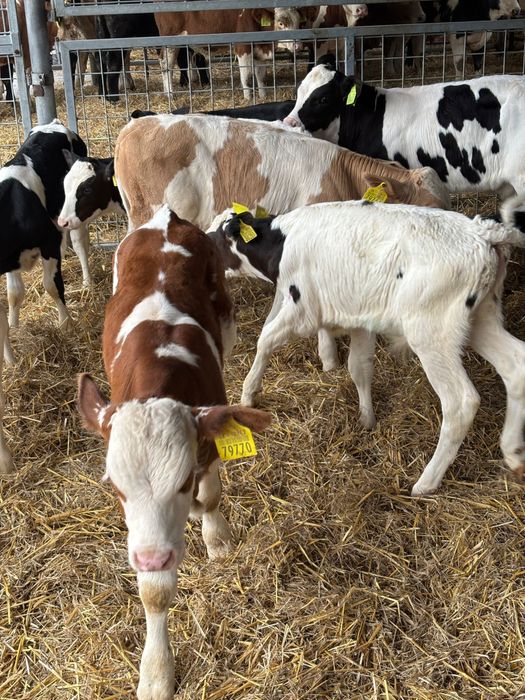 Sprzedam Byczki krzyzowki oraz mięsne