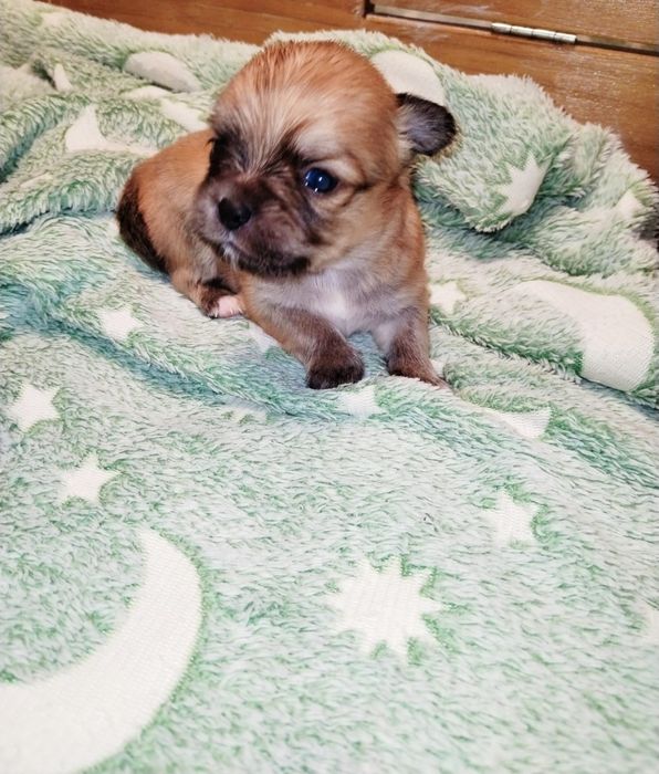 Macho  bebe Chihuahua de pêlo comprido