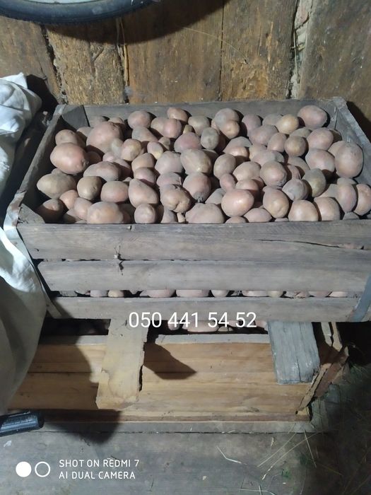 Картопля дрібна та некондиційна