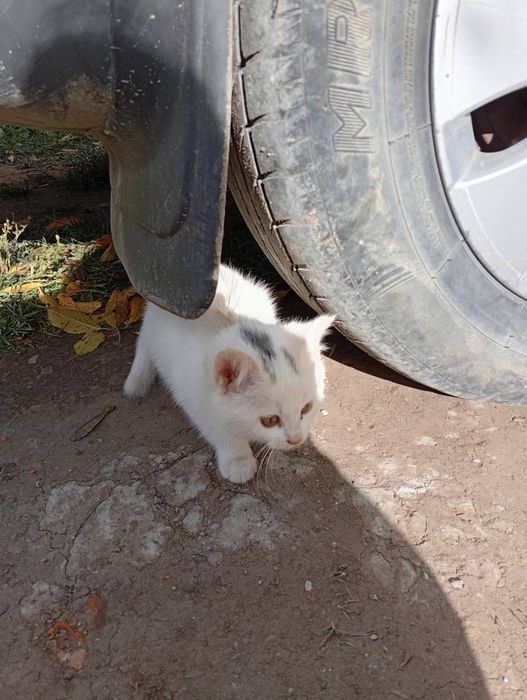 Віддам кошенят в добрі руки