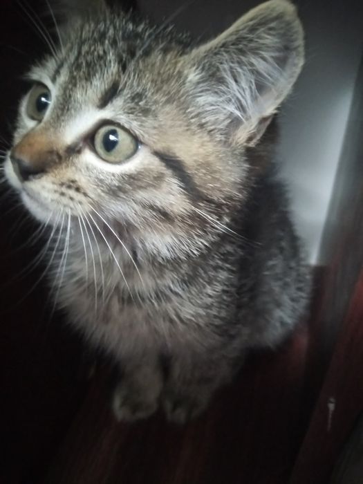 Віддам кошенят в добрі руки