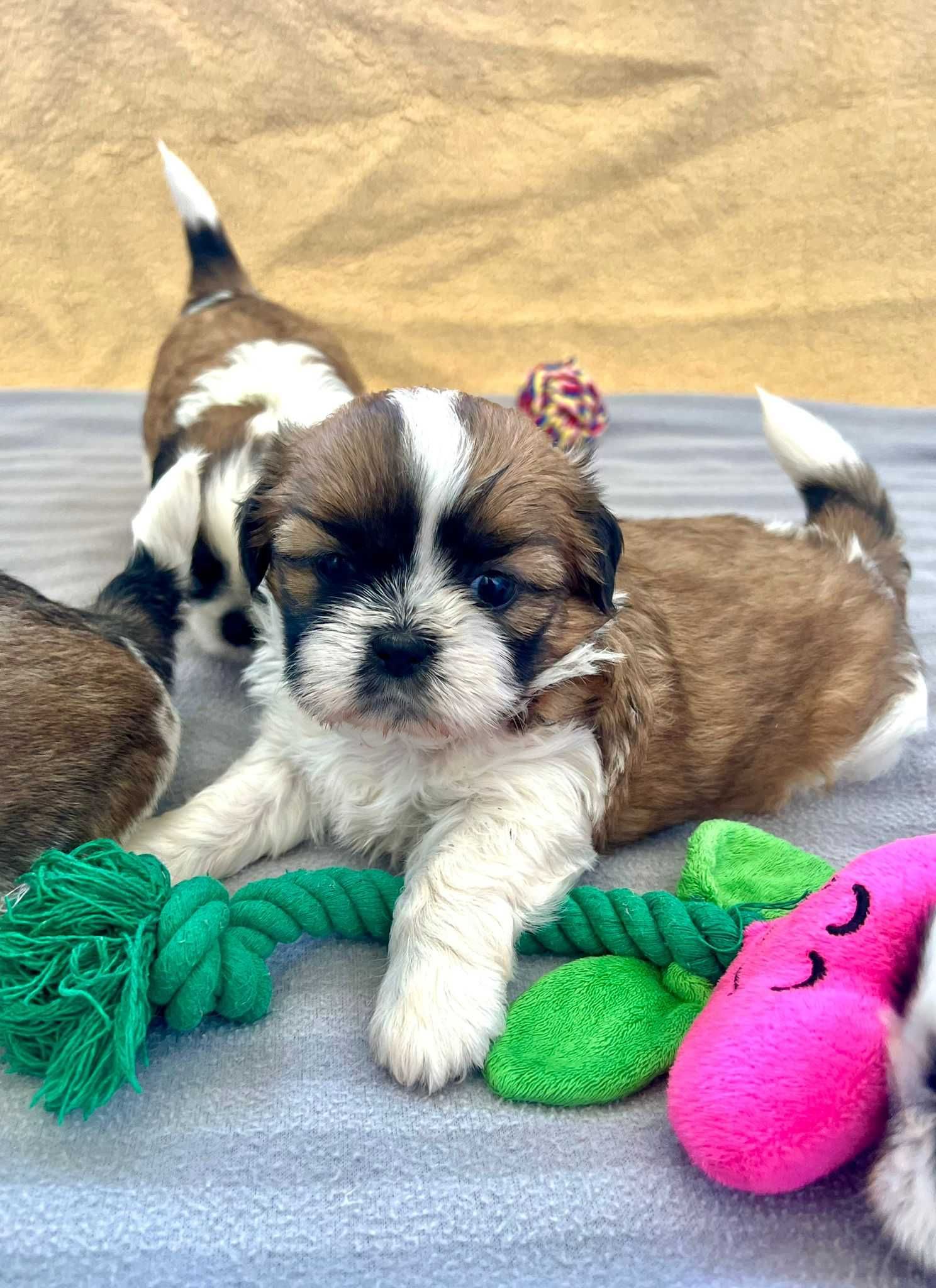 Śliczna suczka Shih Tzu- do odbioru od 17.07.2025r.