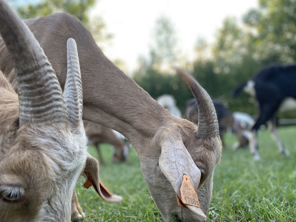 Agroturystyka "Siedlisko" Wola Mała - Biłgoraj - Zwierzyniec/Roztocze