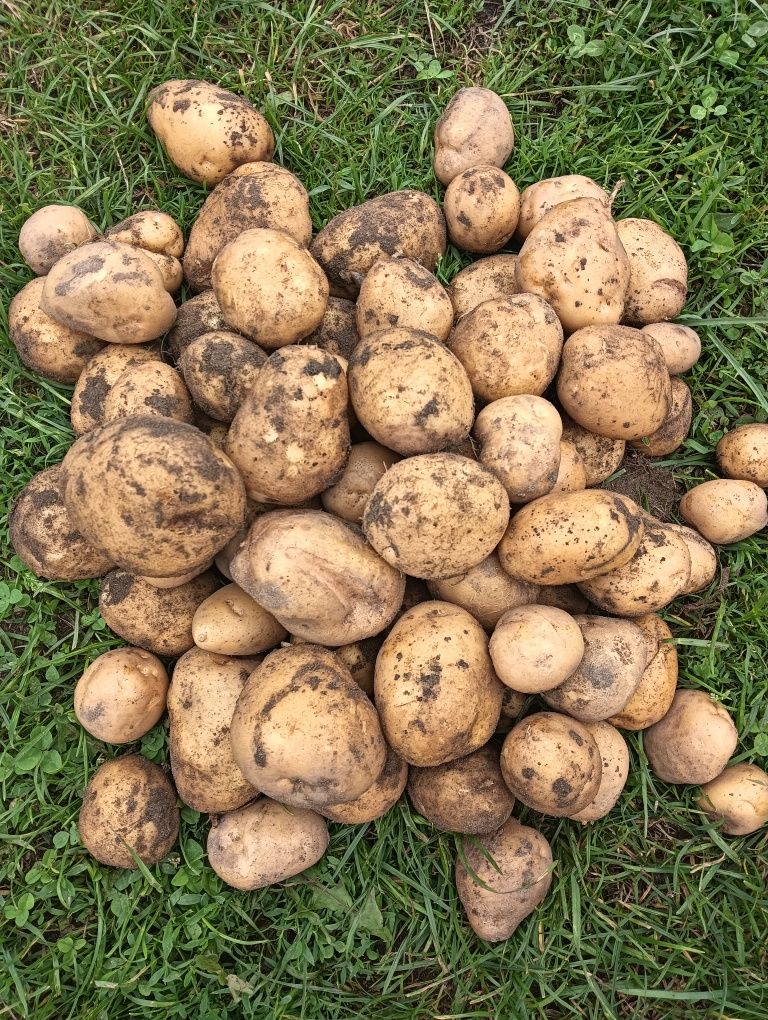 Ziemniaki wczesne Michalina pakowane po 15 kg.