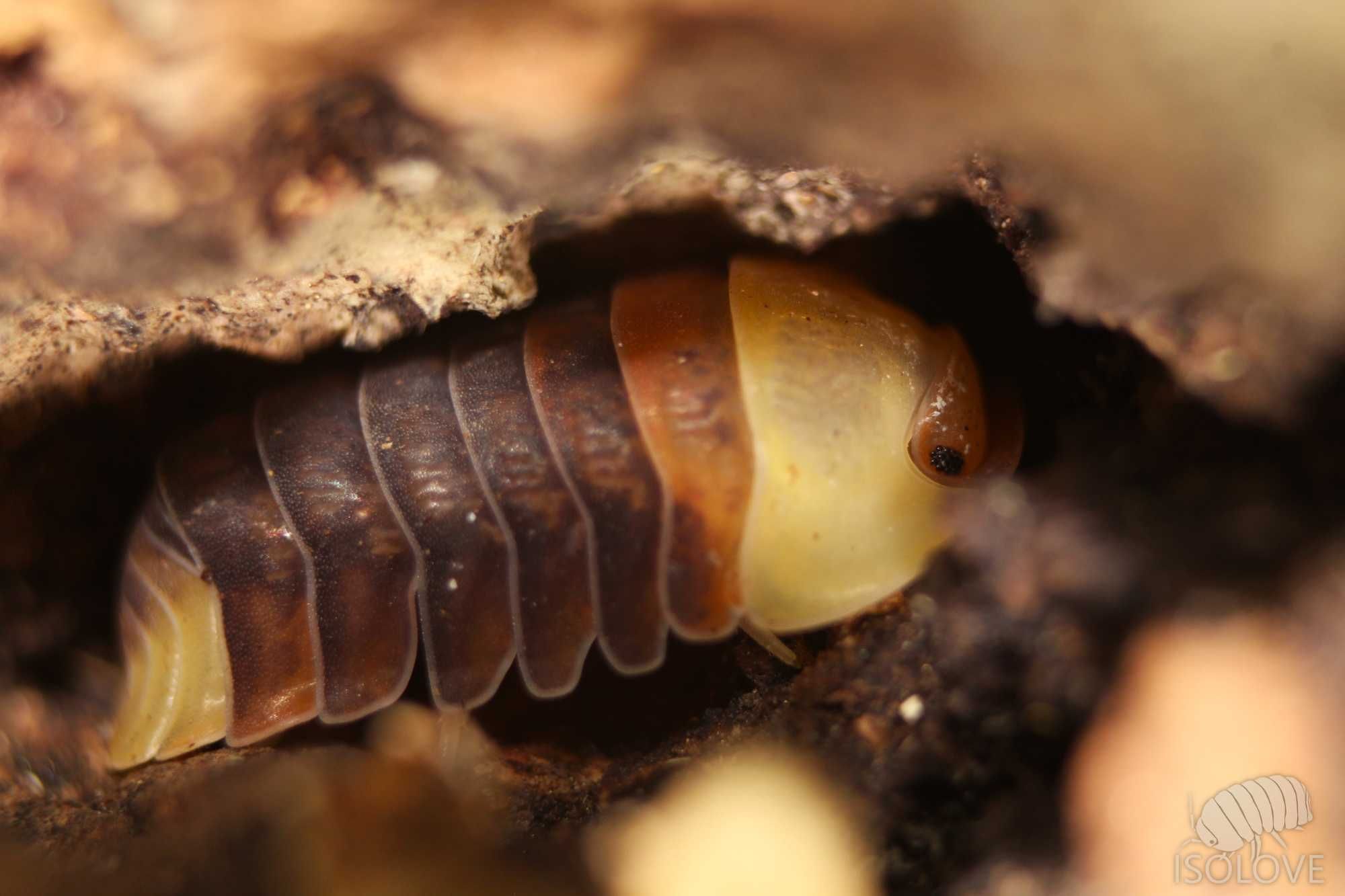 Cubaris sp. "rubber ducky", kaczuszki, kulanki, isopod, równonogi