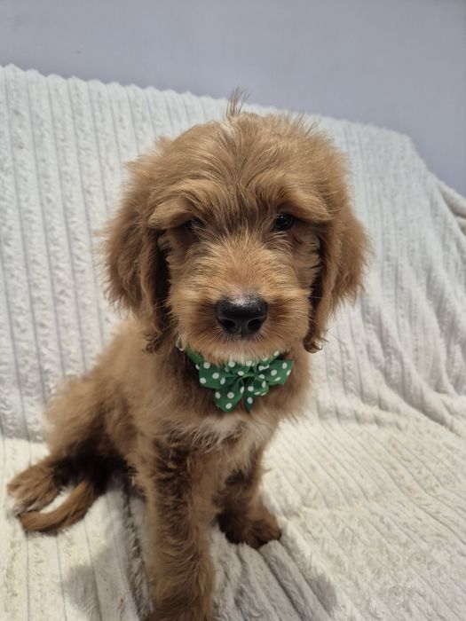 Goldendoodle f1 standard red-brown & white