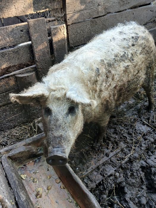 Продам порісну  свиноматку