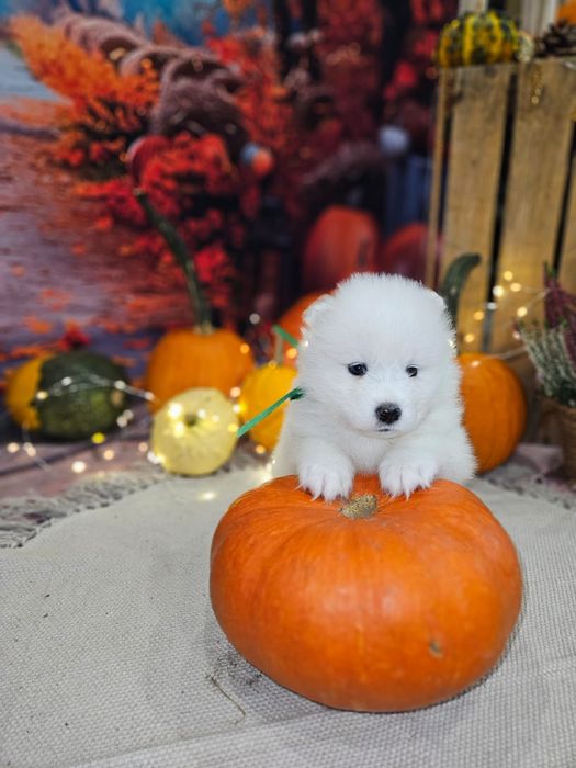 Suczka samoyed ZkwP