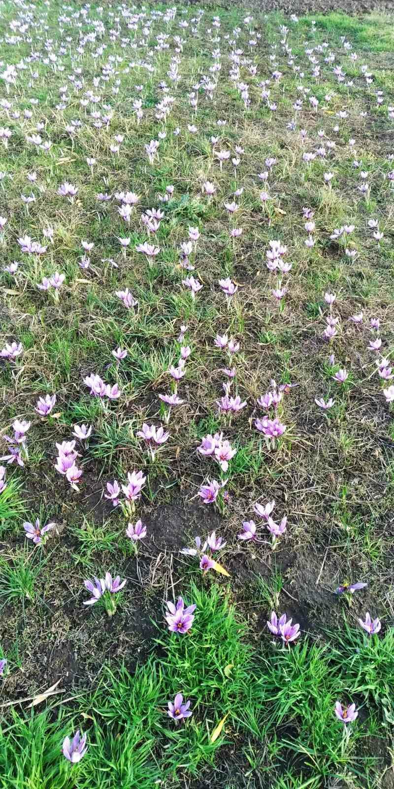 Шафран спеція, crocus sativus та цибулинки