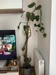 Philodendron white wizard