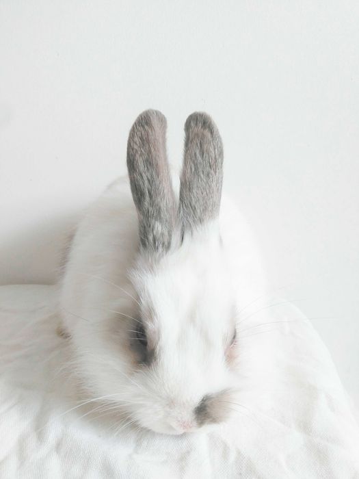 Роскошные миниатюрные Нидерландские карликовые крольчата, кролики