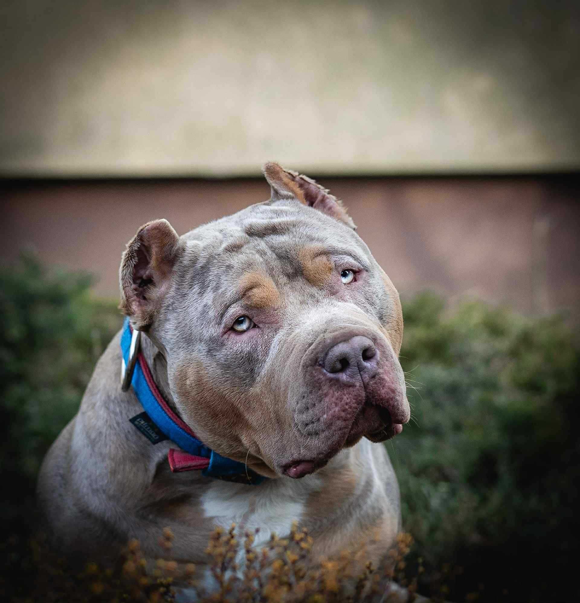Mocny Samiec Fawn 8 tygodni Bullies Minds