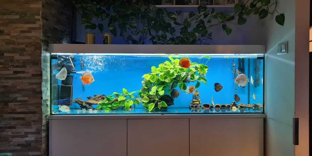 Zestaw akwarium 720L 200x60x60  kompletny z życiem