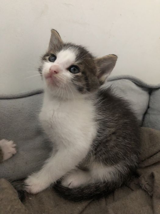 Oddam kotki za darmo