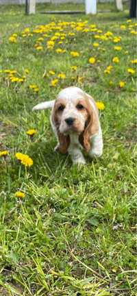 Cocker Spaniel Angielski piesek