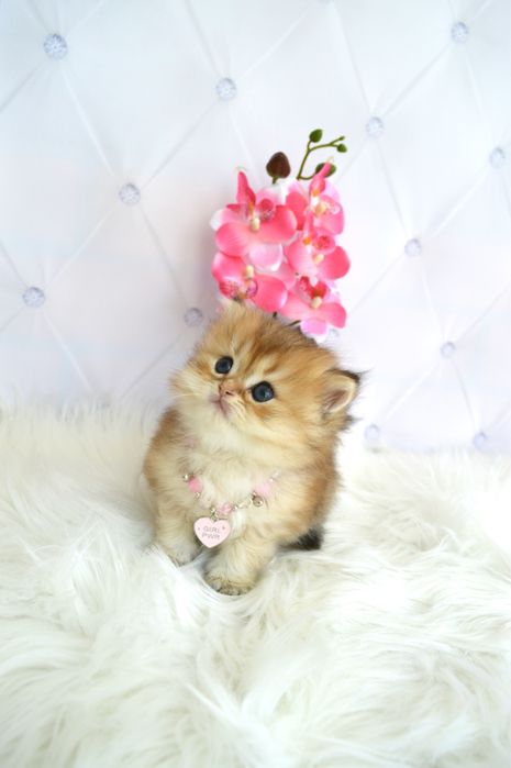 Британские котята золотая шиншилла