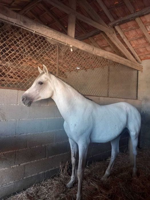 Cavalo Arabe PSA