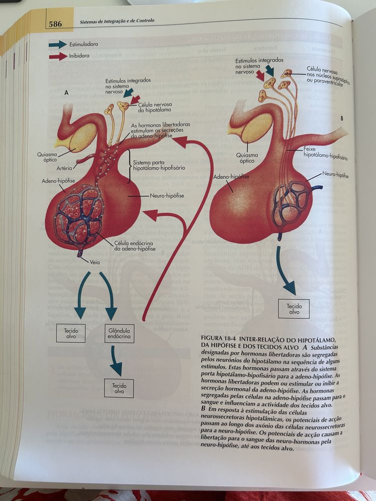 Livro de Anatomia e Fisiologia