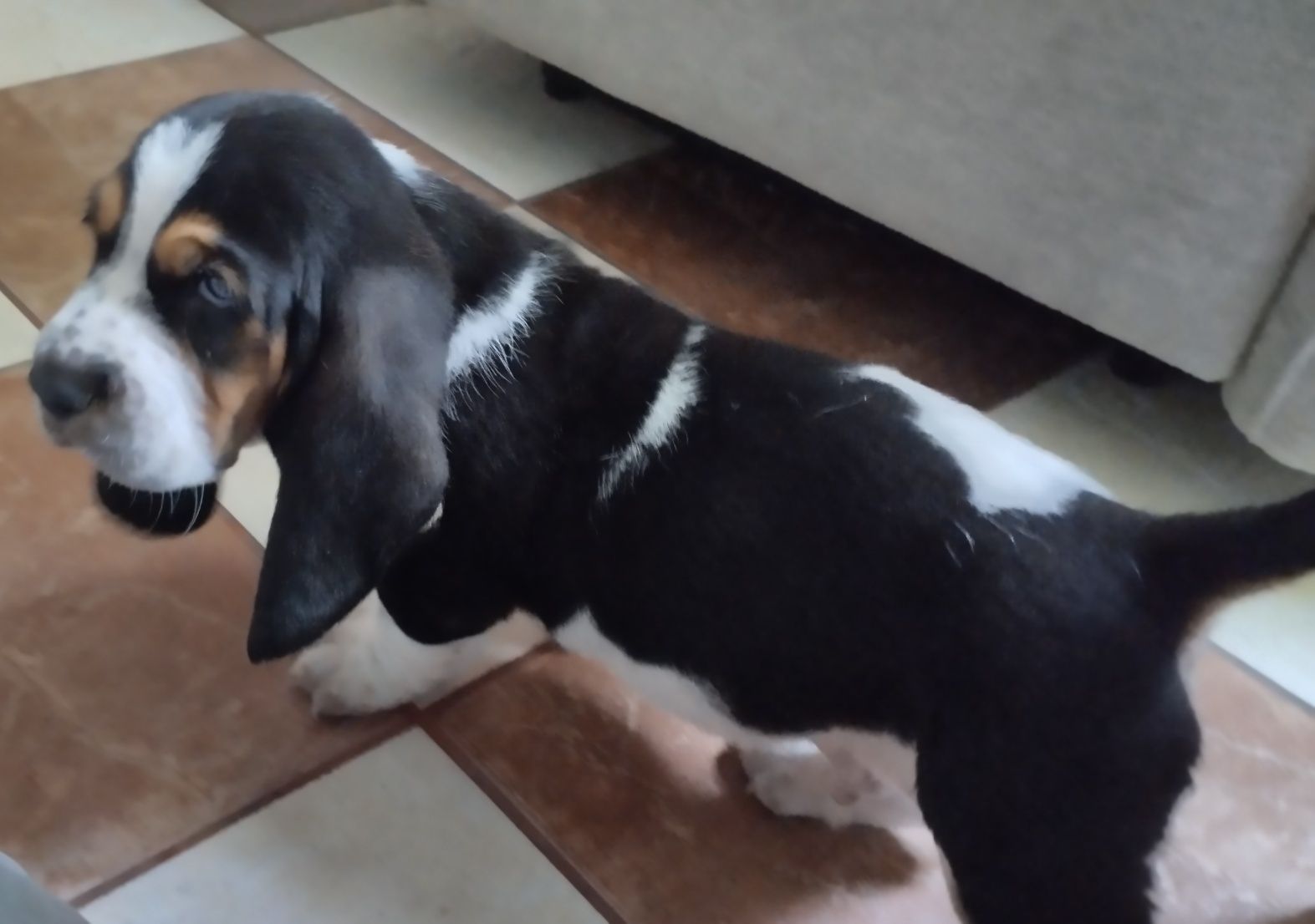 Basset Hound -chłopak.