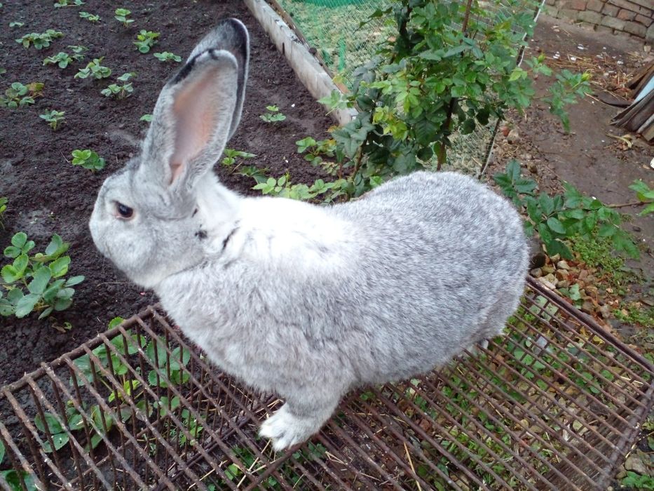 Продам або зроблю обмін