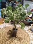 Pelargonia odmianowa dwie sadzonki