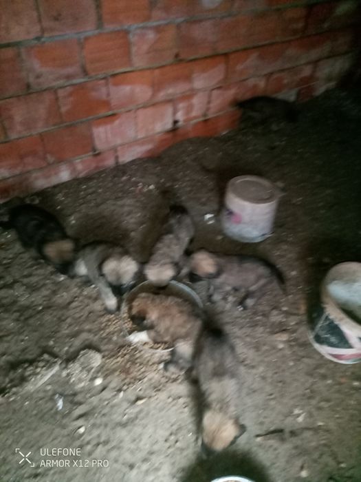 Cães Serra da estrela