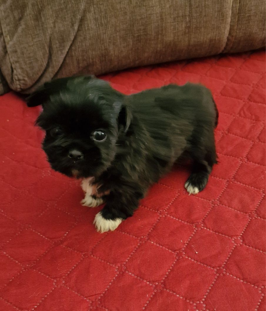 Macho Shih Tzu LOP e Afixo